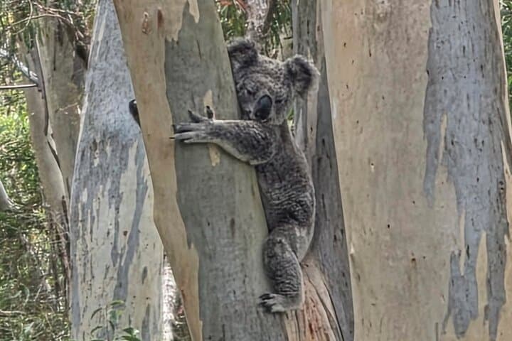 Brisbane City & Koalas Private Day Tour — Lone Pine Sanctuary, Mt Coot‑tha Views & Local Stories photo 5