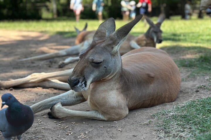 Brisbane City & Koalas Private Day Tour — Lone Pine Sanctuary, Mt Coot‑tha Views & Local Stories photo 2