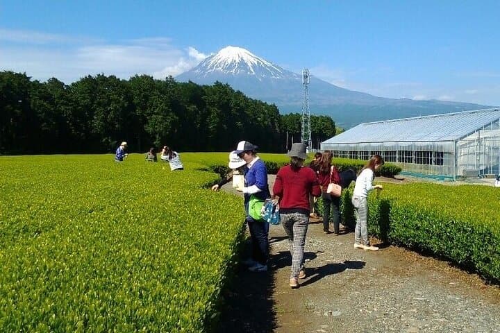 Tokyo to Mt. Fuji: Cherry Blossoms and Tea-Picking Day Tour photo 3