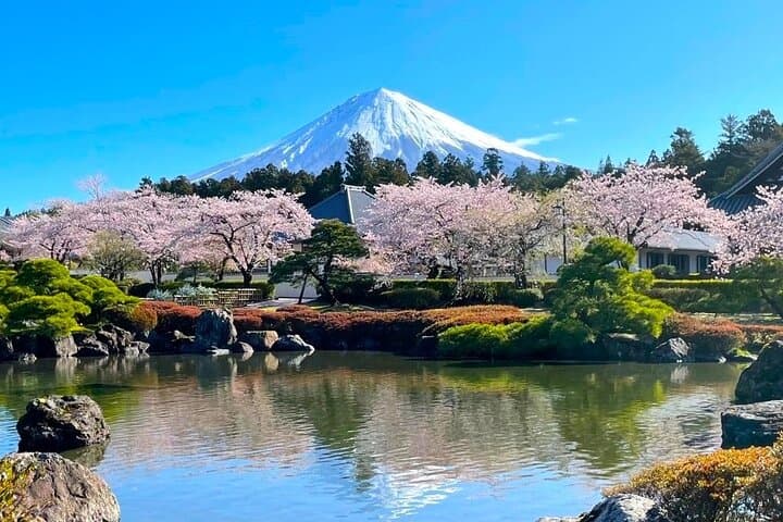 Tokyo to Mt. Fuji: Cherry Blossoms and Tea-Picking Day Tour