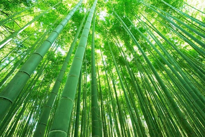 Morning Walking Tour: Sagano Bamboo Grove & Arashiyama Highlights