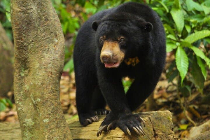 Kuang Si Waterfall & Sun Bear Refuge: Half-Day Private Tour from Luang Prabang photo 4