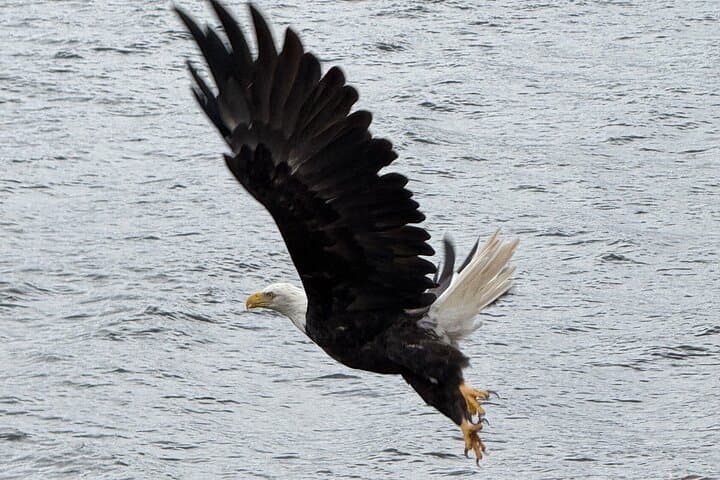 Private Van Beach & Wildlife Tour — Ketchikan Coastal Highlights