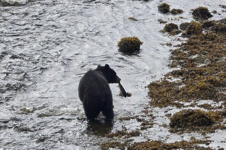 Private Van Beach & Wildlife Tour — Ketchikan Coastal Highlights photo 2