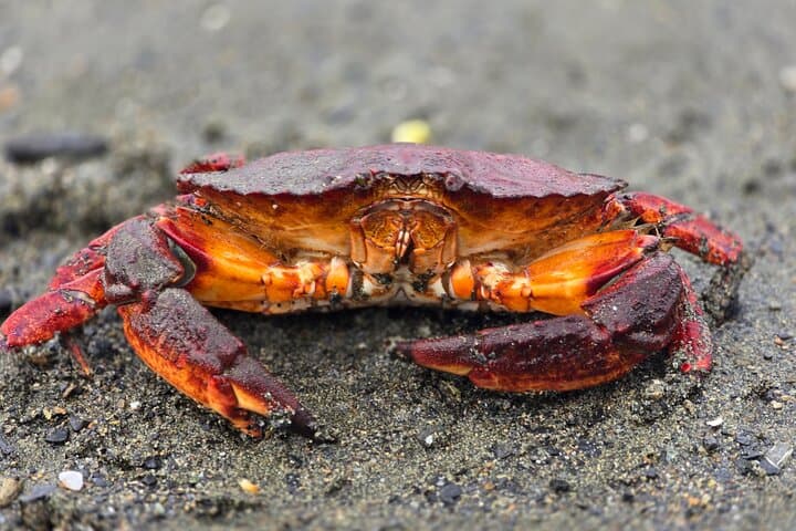 Private Van Beach & Wildlife Tour — Ketchikan Coastal Highlights photo 3