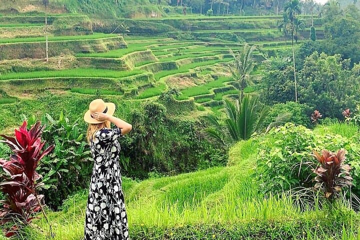 Private Ubud Highlights Tour: Tegenungan Waterfall, Monkey Forest & Tegallalang Day Trip