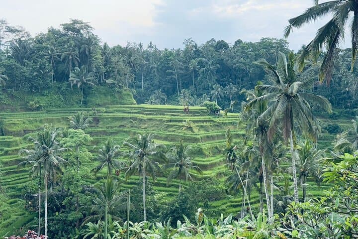 Private Ubud Highlights Tour: Tegenungan Waterfall, Monkey Forest & Tegallalang Day Trip photo 3