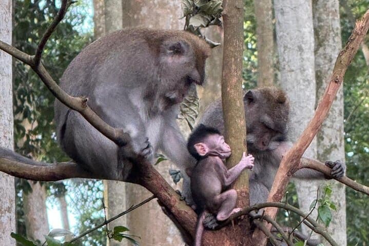 Private Ubud Highlights Tour: Tegenungan Waterfall, Monkey Forest & Tegallalang Day Trip photo 5