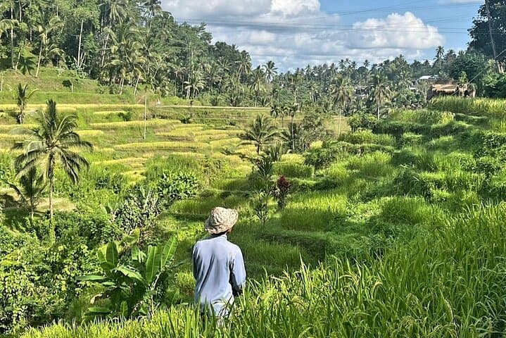 Private Ubud Highlights Tour: Tegenungan Waterfall, Monkey Forest & Tegallalang Day Trip photo 6