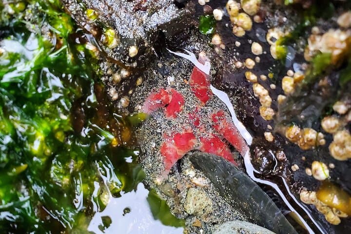 Private Van Beach & Wildlife Tour — Ketchikan Coastal Highlights photo 4