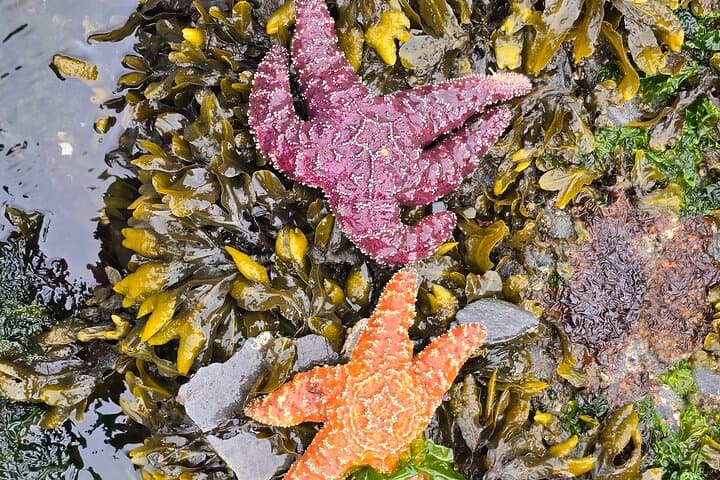 Private Van Beach & Wildlife Tour — Ketchikan Coastal Highlights photo 6