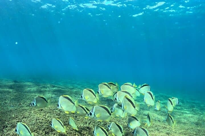 Private Boat Tour of Huatulco’s 7 Bays — Snorkel, Beaches & Marine Life photo 2