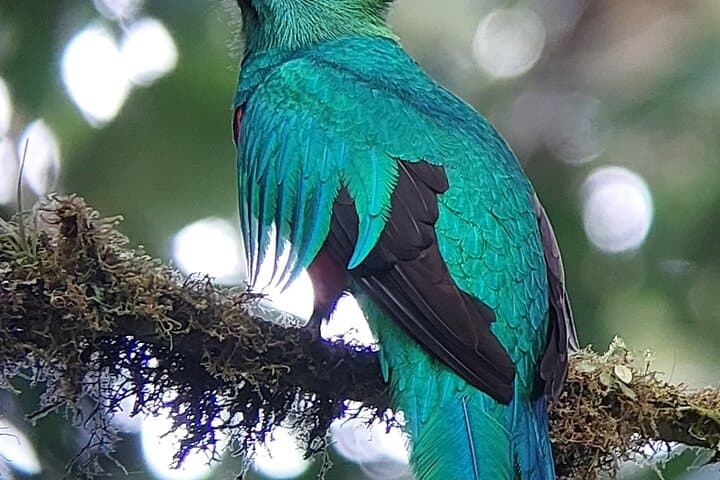 La Ventana Cloud-Forest Hike: Continental Divide Nature Tour in Monteverde photo 5