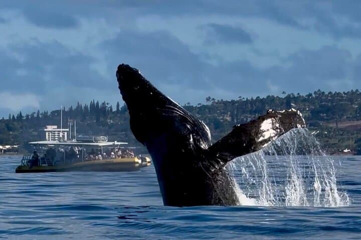 Small-Group Whale Watching Adventure in Lahaina, Maui