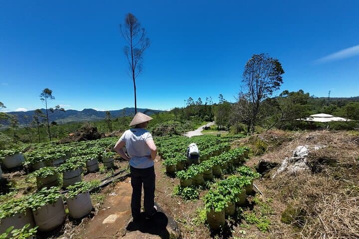 Bandung White Crater & Active Volcano Guided Tour — Kawah Putih, Tangkuban Perahu & Hot Springs photo 4