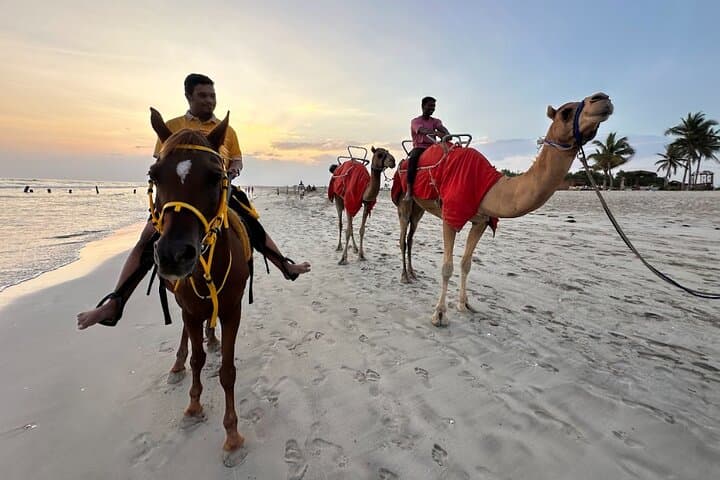 Salalah Coast Camel and Horse Ride: Sunset Beach Trails and Frankincense Hills photo 3