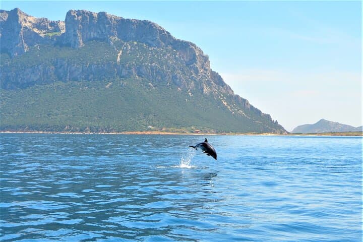 Costa Smeralda Dolphin-Watching Speed Boat Tour from Poltu Quatu