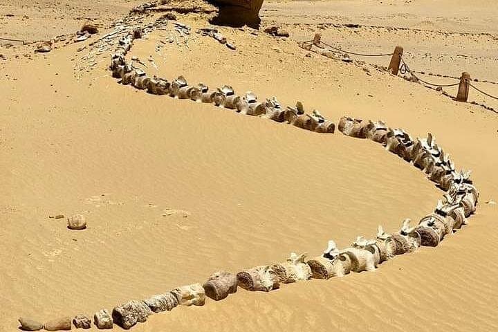Wadi El Hitan Day Trip from Cairo — UNESCO Fossil Valley & Fayoum Oasis photo 2