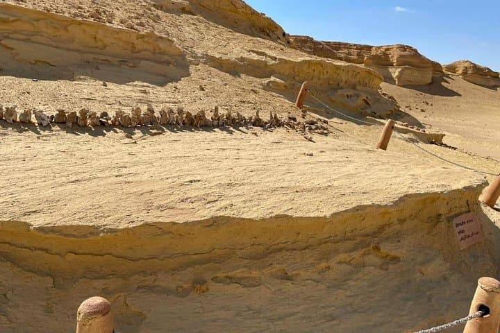 Wadi El Hitan Day Trip from Cairo — UNESCO Fossil Valley & Fayoum Oasis photo 3