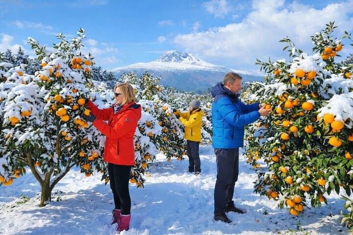 Explore South-West Jeju: Hallasan Views, Basalt Cliffs & Tangerine Farm Tour