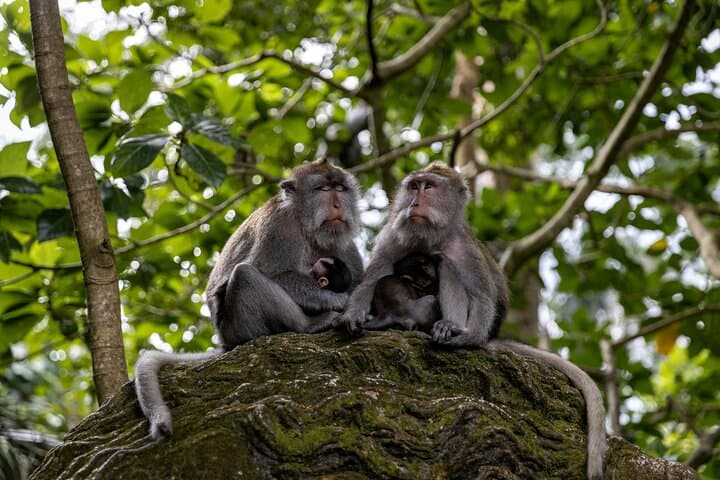 Custom Ubud Private Day Tour – Temples, Rice Terraces & Waterfalls photo 5