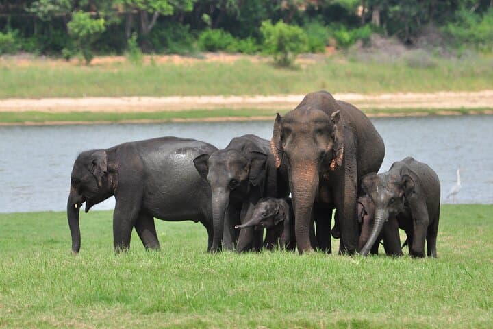 Minneriya Half-Day Jeep Safari: Elephant Gatherings & Wetland Wildlife photo 1