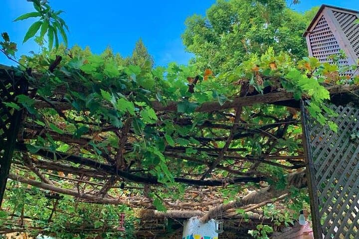 Luxor West Bank Farm Visit: Half-Day Rural Escape with Refreshing Local Drink photo 5