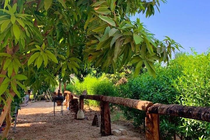 Luxor West Bank Farm Visit: Half-Day Rural Escape with Refreshing Local Drink photo 3
