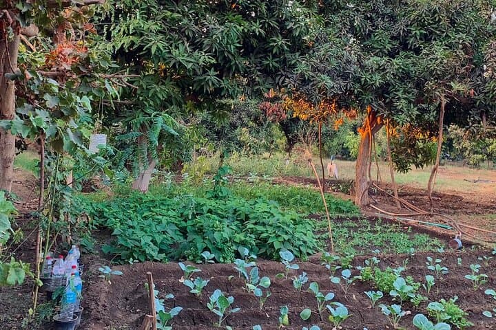 Luxor West Bank Farm Visit: Half-Day Rural Escape with Refreshing Local Drink photo 2
