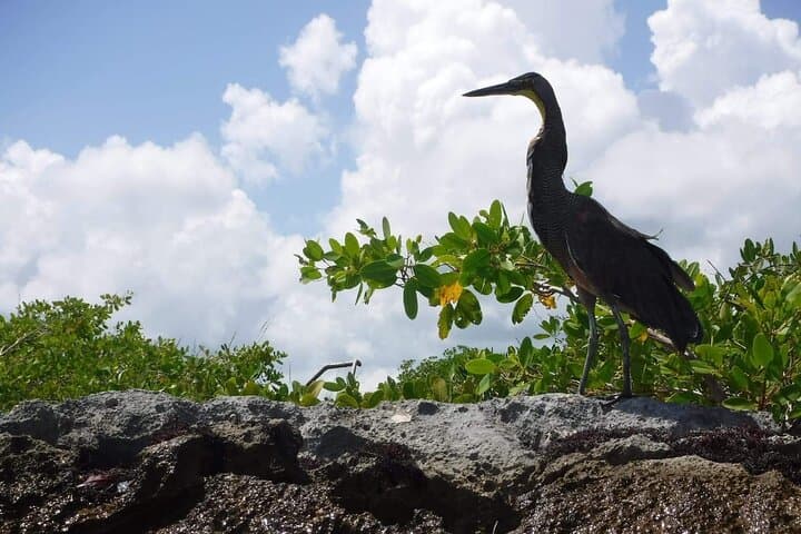 Private Half-Day Sian Ka'an Tour — Muyil Mangrove Canals & Birdwatching photo 3