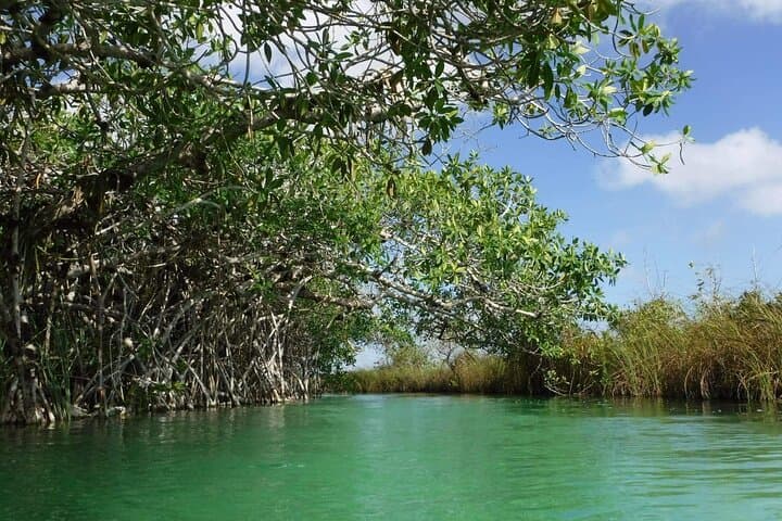 Private Half-Day Sian Ka'an Tour — Muyil Mangrove Canals & Birdwatching photo 4
