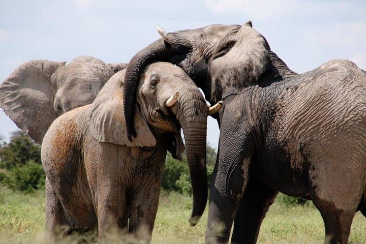 5-Day Luxury Safari: Victoria Falls, Hwange, Chobe & Impalila Island photo 2