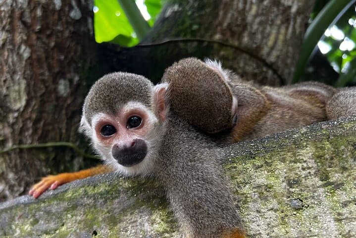 Hands-On Monkey House Experience in Macao — Interactive Wildlife Tour Near Punta Cana photo 3