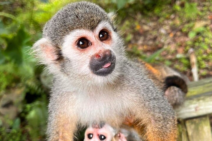 Hands-On Monkey House Experience in Macao — Interactive Wildlife Tour Near Punta Cana photo 5