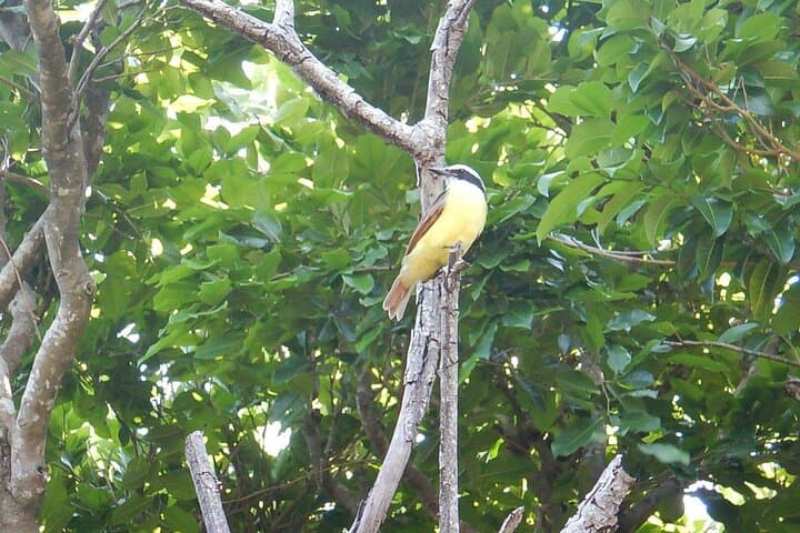 Private Half-Day Sian Ka'an Tour — Muyil Mangrove Canals & Birdwatching photo 5