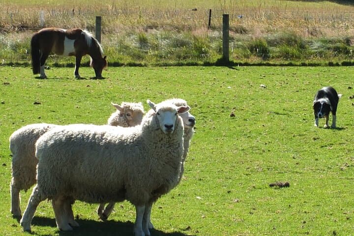 High Country Discovery Tour from Queenstown — Glenorchy, Paradise Valley & Diamond Lake