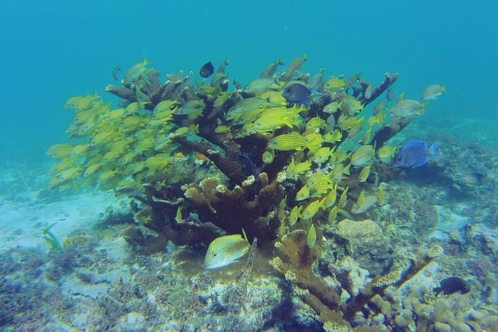 Reef Snorkel and Cenote Experience in Tulum — Coral Reefs & Cenote Swim photo 2