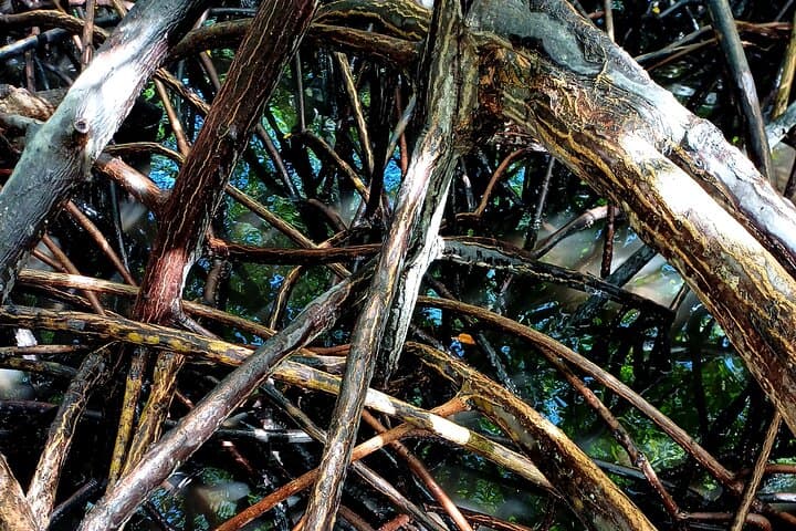 Vanilla Circuit: Mangrove Walk, Producer Visit and Wild Beach on Martinique's Caravelle Peninsula photo 3