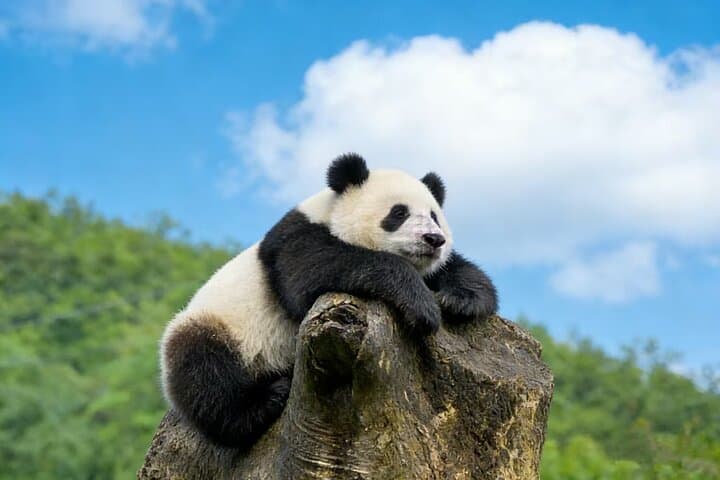 Great Wall & Panda House Private Tour — Mutianyu or Badaling Day Trip from Beijing