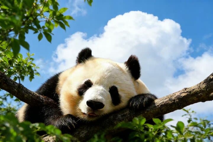 Great Wall & Panda House Private Tour — Mutianyu or Badaling Day Trip from Beijing photo 4