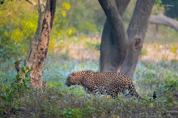 Rajaji & Rishikesh: 3-Day Jeep Safari, Ganges Rafting & Spiritual Walks from Delhi photo 3