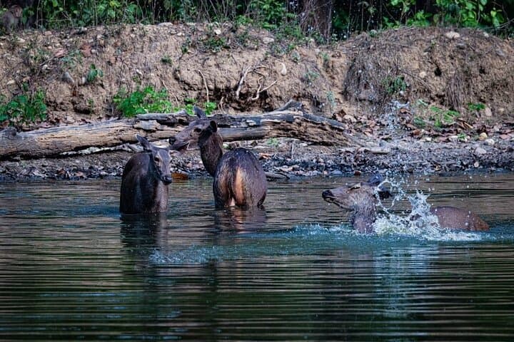 Rajaji & Rishikesh: 3-Day Jeep Safari, Ganges Rafting & Spiritual Walks from Delhi photo 2