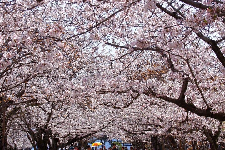 Nagasaki Cherry Blossom Hanami: Guided Spring Sakura Experience photo 2