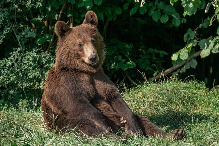 Bran Castle & Bear Sanctuary Day Tour from Bucharest — Transylvania Highlights photo 2