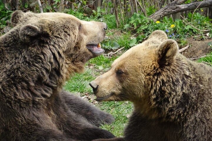 Bran Castle & Bear Sanctuary Day Tour from Bucharest — Transylvania Highlights photo 5