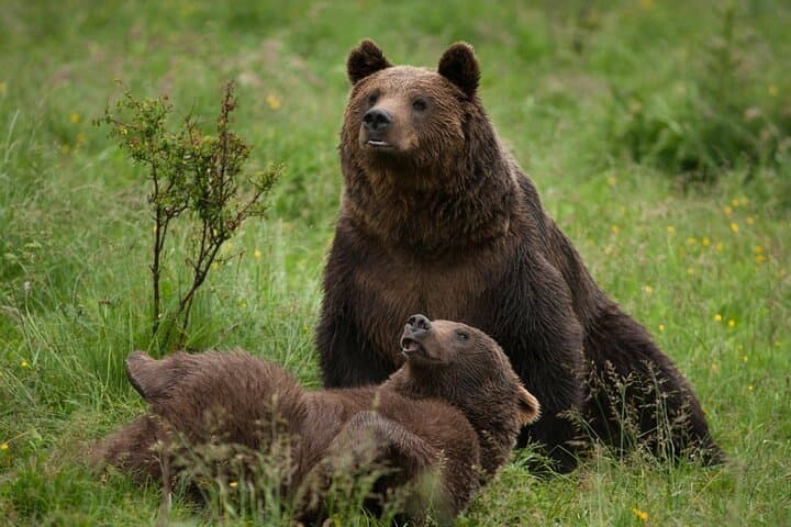 Bran Castle & Bear Sanctuary Day Tour from Bucharest — Transylvania Highlights photo 3