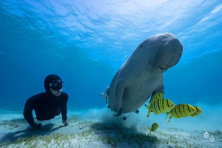 Marsa Mubarak Dugongs and Turtles Snorkeling from Marsa Alam