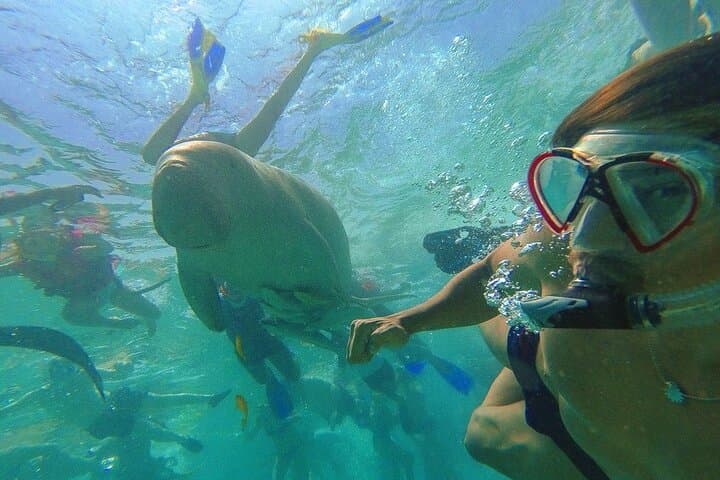 Marsa Mubarak Dugongs and Turtles Snorkeling from Marsa Alam photo 3