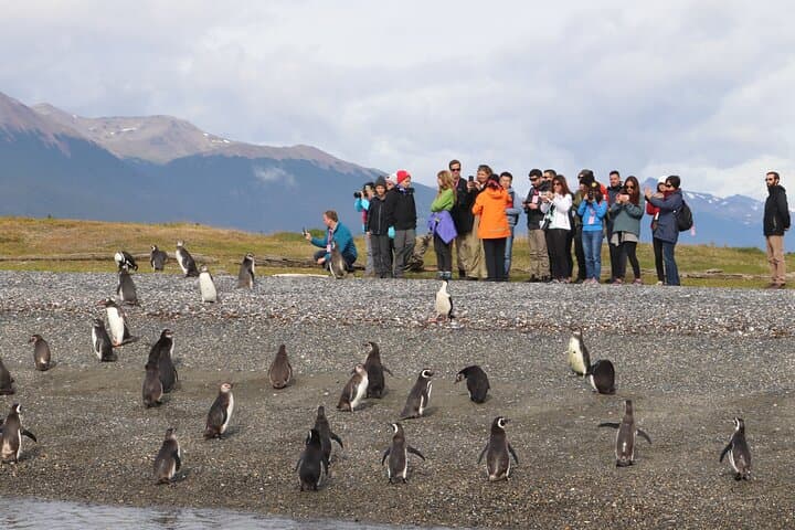 Beagle Channel to Isla Martillo: Ushuaia Boat Navigation and Penguin Walk photo 6