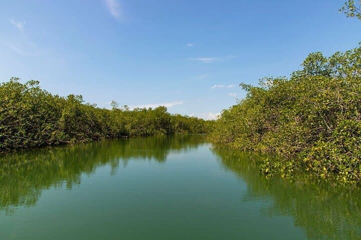 Isla Damas Monkey & Mangrove Boat Tour from Jacó — Wildlife Cruise and Photography Guide photo 6